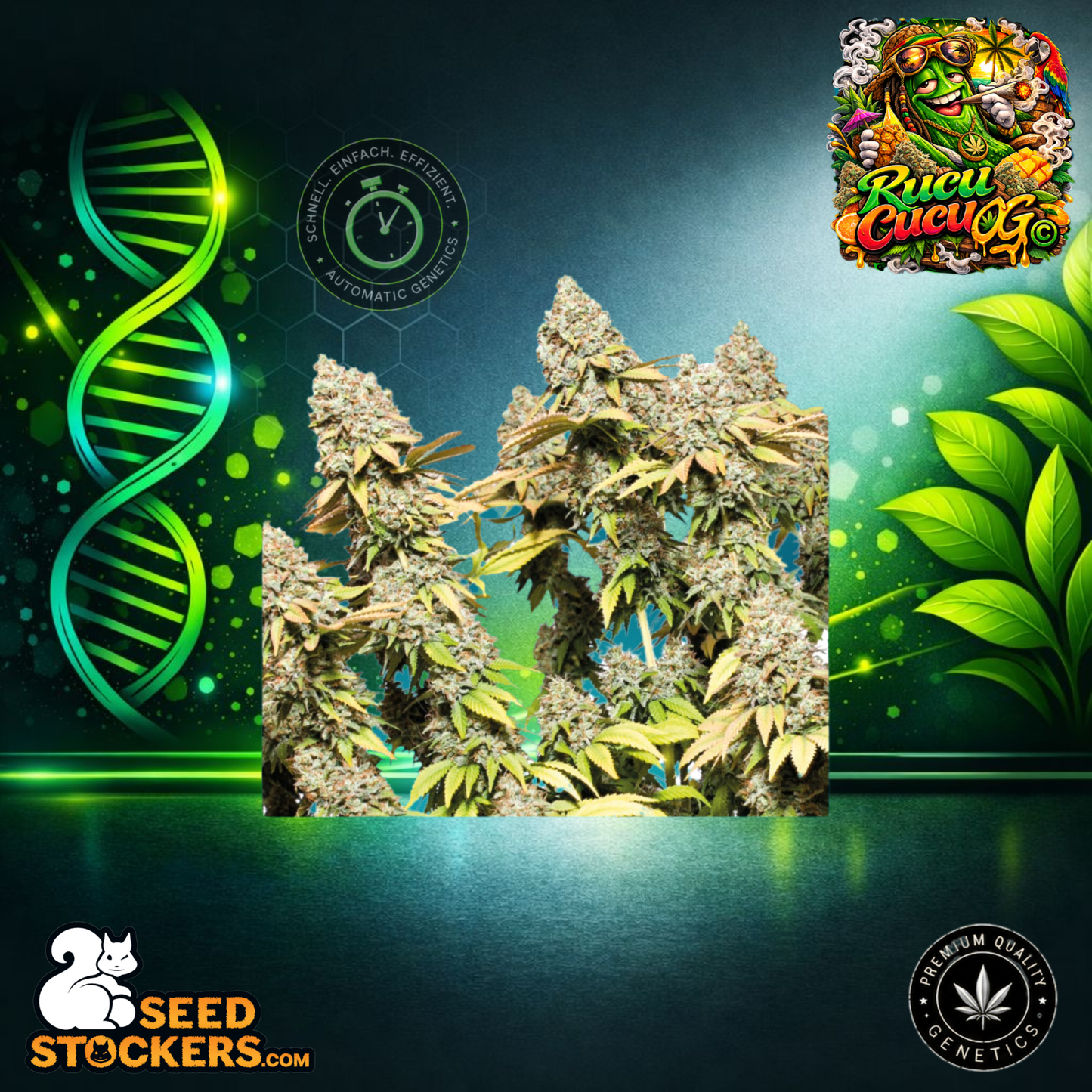 SeedStockers - Rucu Cucu OG© Automatic Hanfsamen