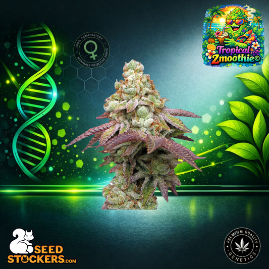 SeedStockers - Tropical Zmoothie© Feminisierte Hanfsamen