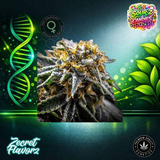 Zecret FlavorZ SOUR-Z & CANDIES – Feminized Cannabis Seeds