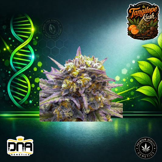 Tangilope Kush – DNA Genetics