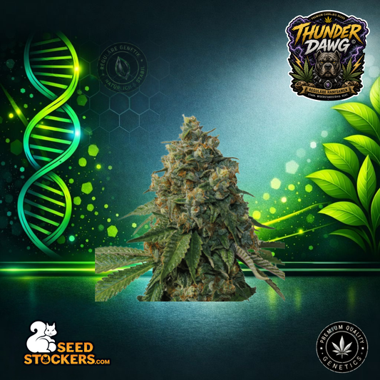 Thunder Dawg© – Reguläre Hanfsamen | Seedstockers