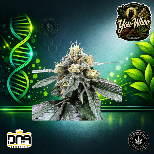 You-Whoo – DNA Genetics