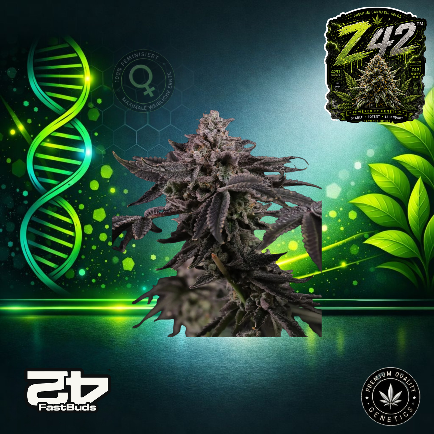 Z42™ – Feminisierte Samen | FastBuds