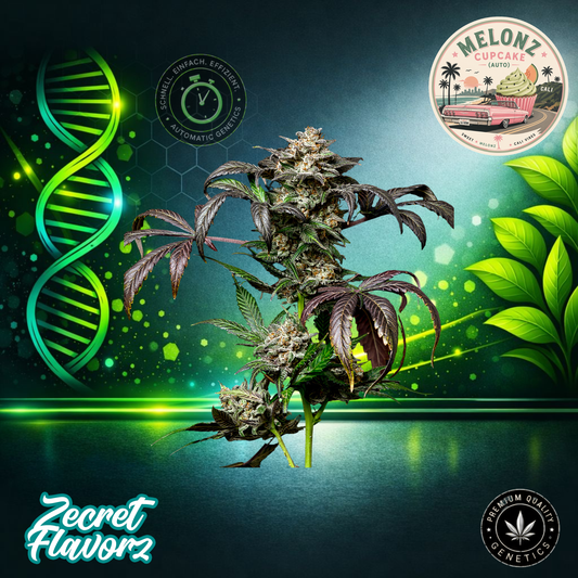 ZecretFlavorZ Melonz Cupcake Auto - Autoflowering Cannabis-Samen