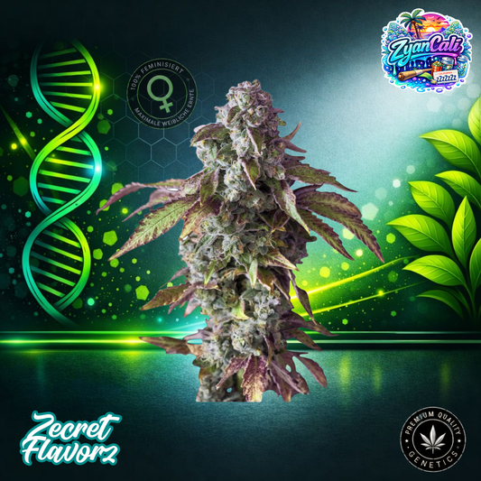 Zecret FlavorZ ZYANCALI – Feminized Cannabis Seeds