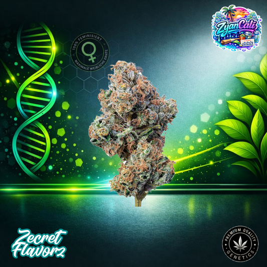 Zecret FlavorZ ZYANCALI – Feminized Cannabis Seeds
